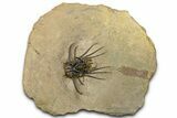 Fantastic, Spiny Dicranurus Trilobite - Atchana, Morocco #363019-5
